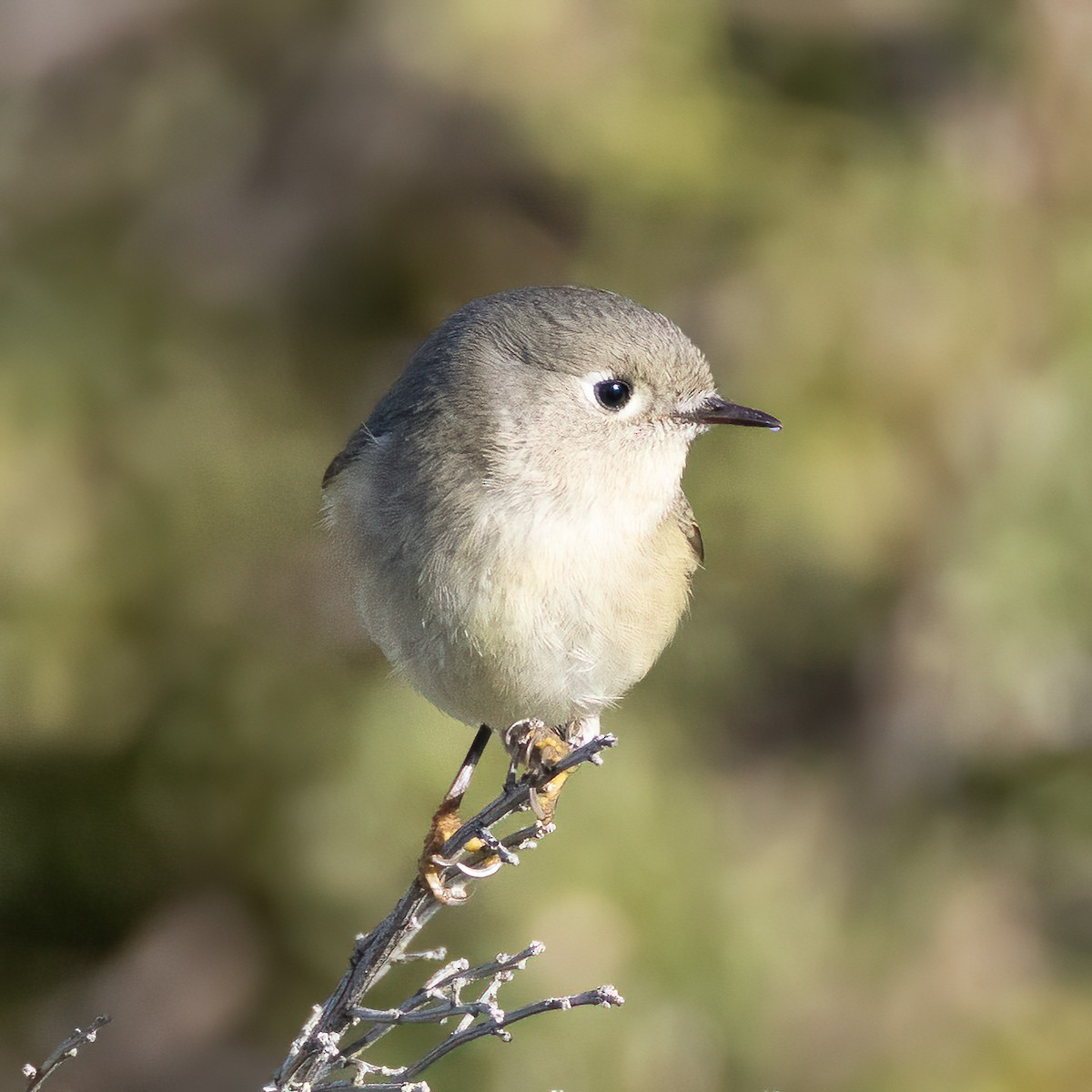 Ruby-crowned Kinglet - ML527649671