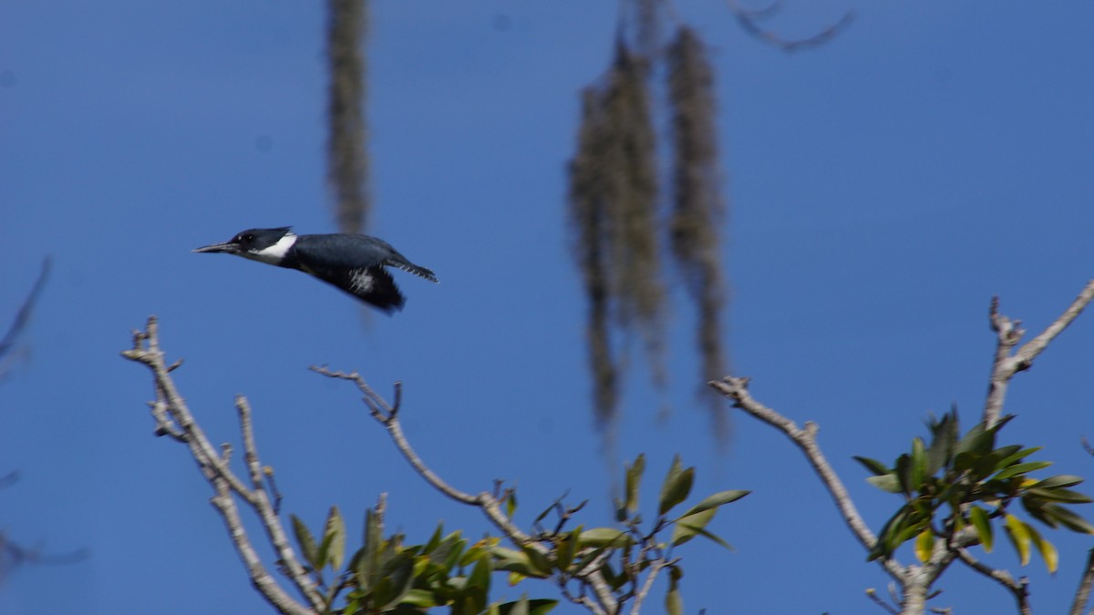 Belted Kingfisher - ML527649851