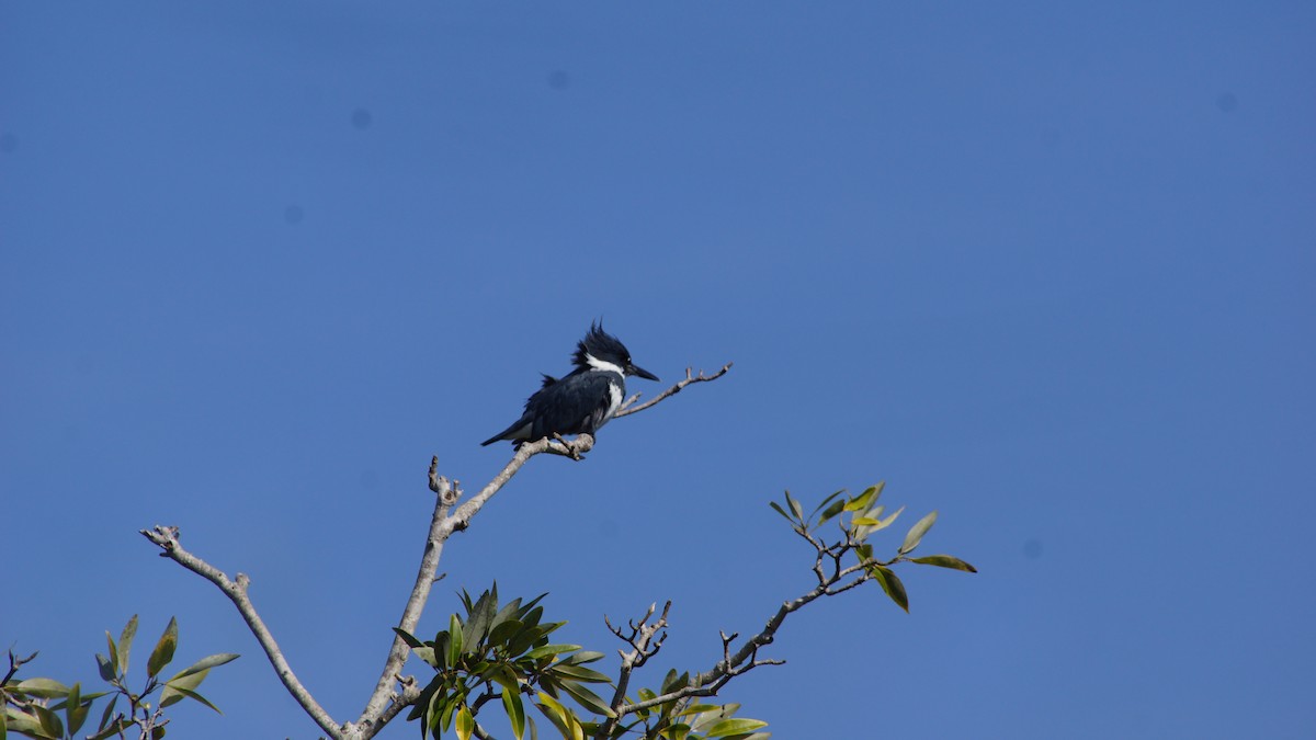 Belted Kingfisher - ML527649861