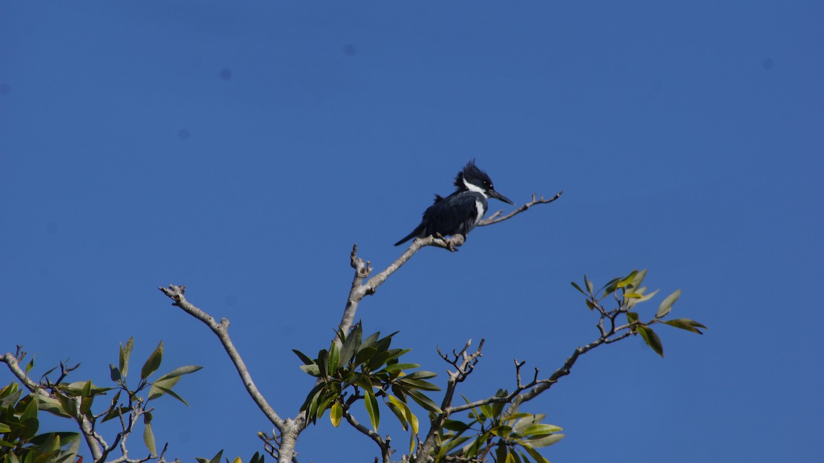 Belted Kingfisher - ML527649871