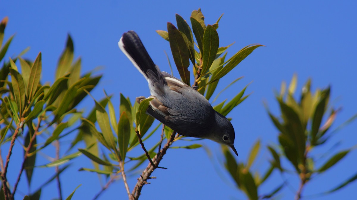 Blue-gray Gnatcatcher - ML527649901