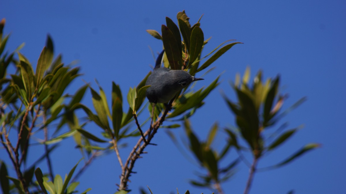 Blue-gray Gnatcatcher - ML527649911