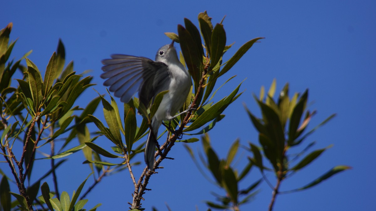 Blue-gray Gnatcatcher - Steve Lindley