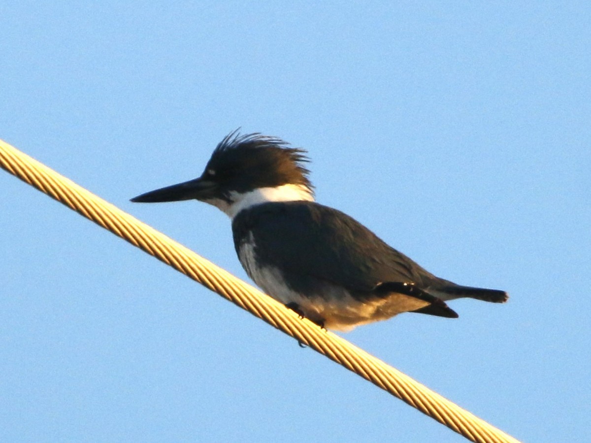 Belted Kingfisher - ML527651401