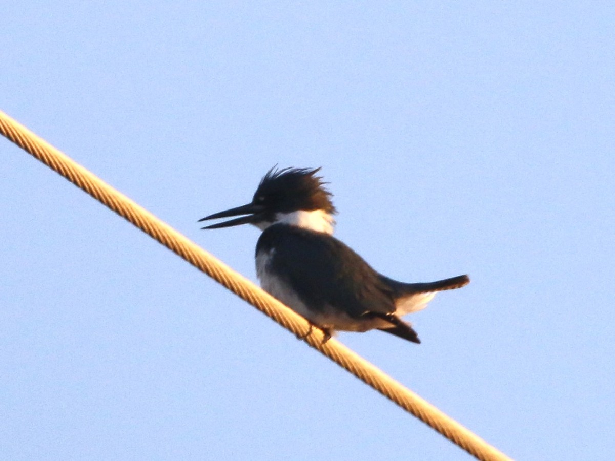 Belted Kingfisher - ML527651411