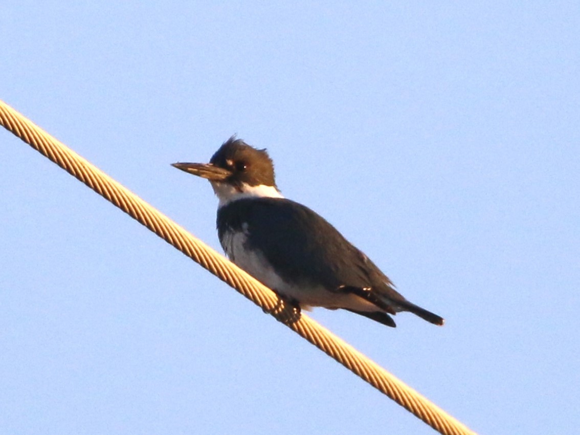 Belted Kingfisher - ML527651421