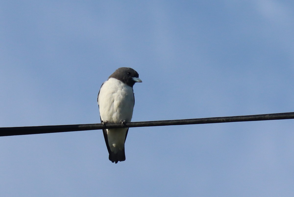 White-breasted Woodswallow - Paul Rowan