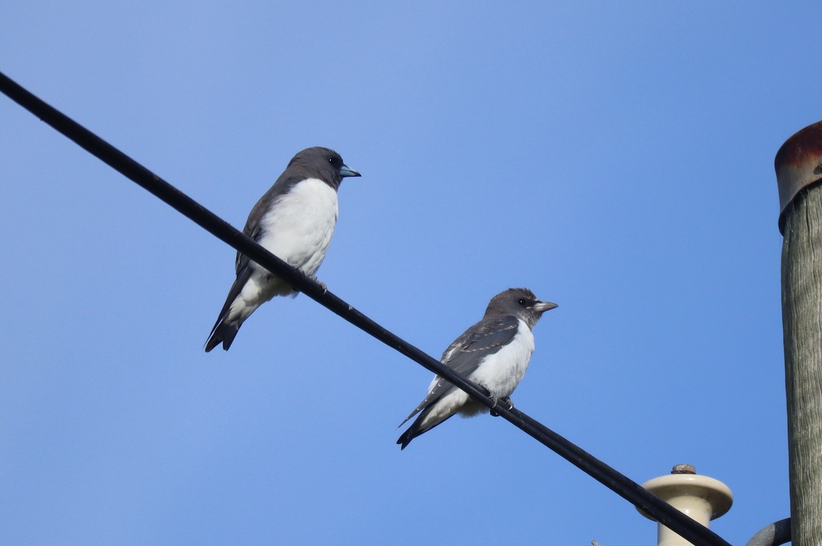 White-breasted Woodswallow - Paul Rowan