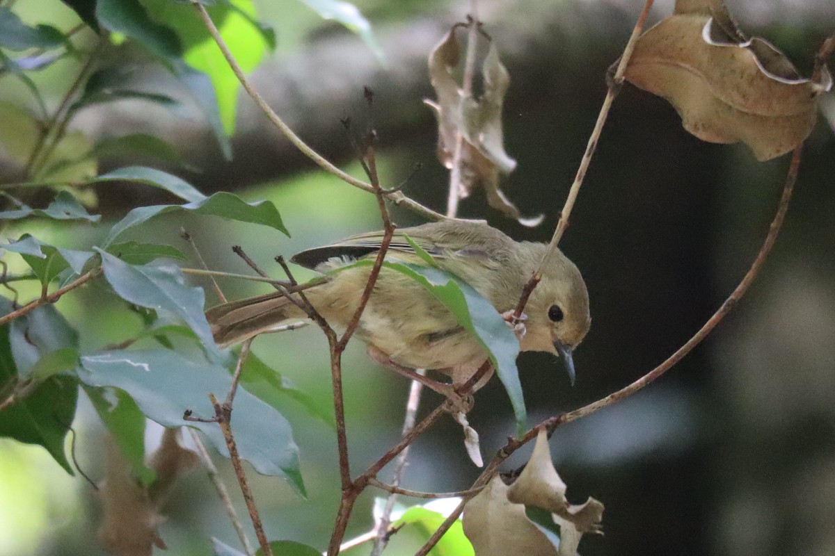 Large-billed Scrubwren - ML527651941