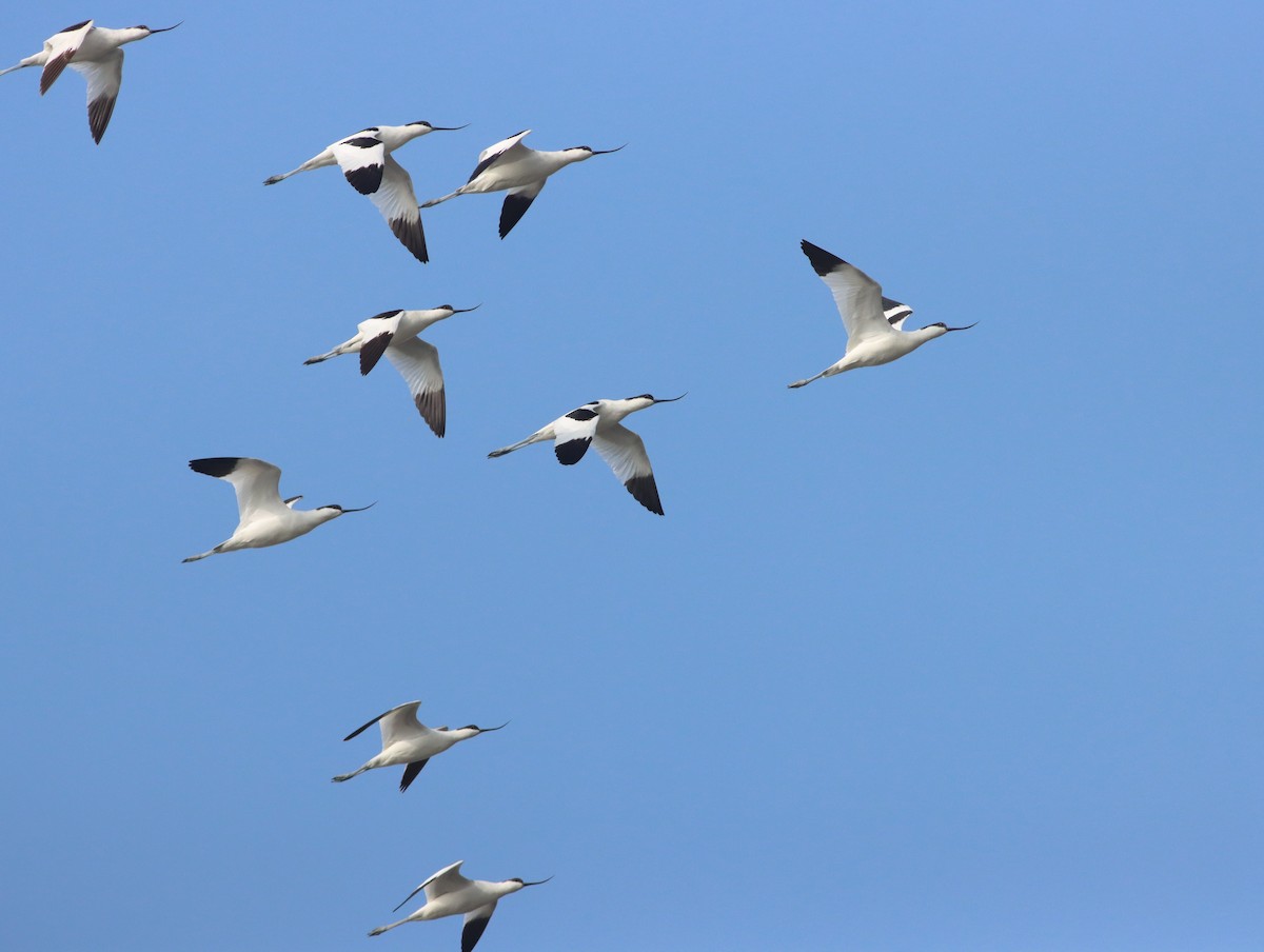 Pied Avocet - ML527652241