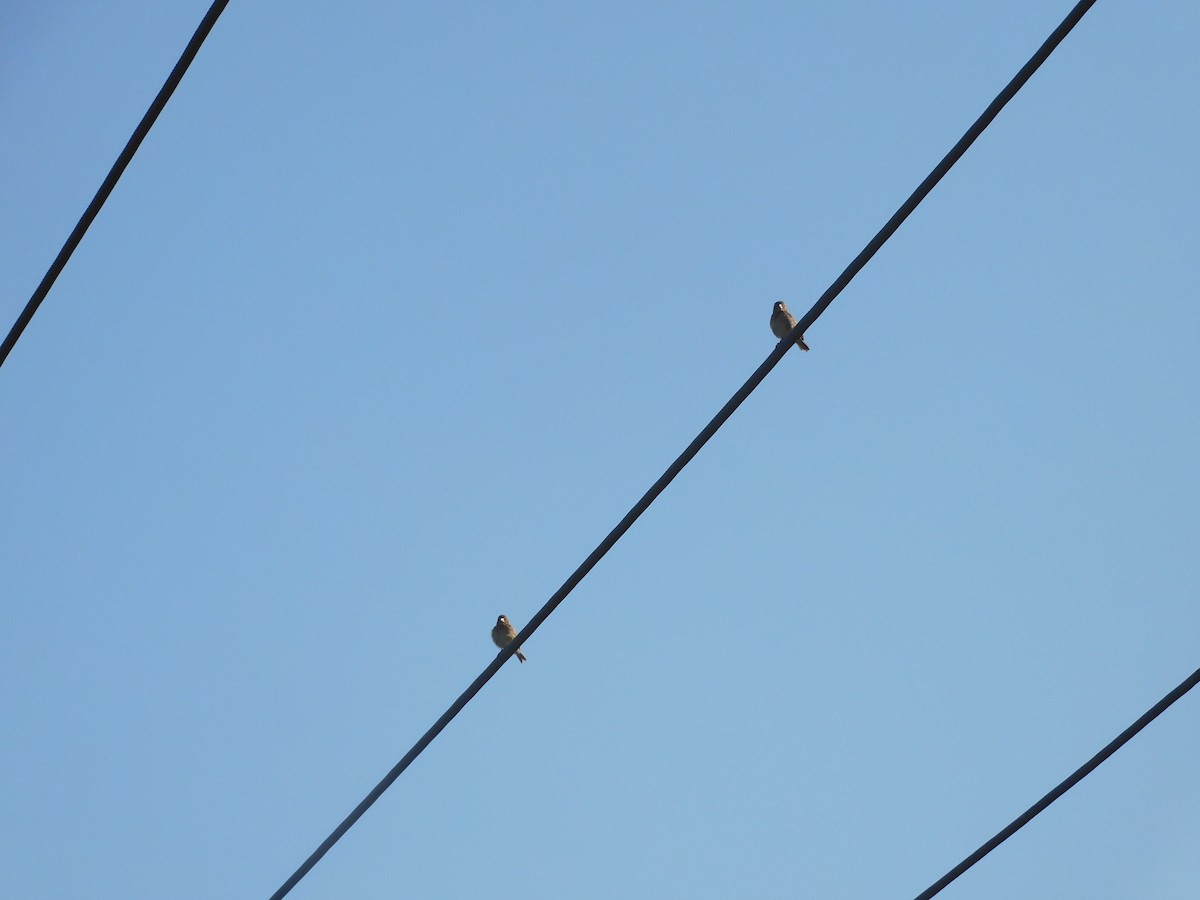 Gray-necked Bunting - ML527653281