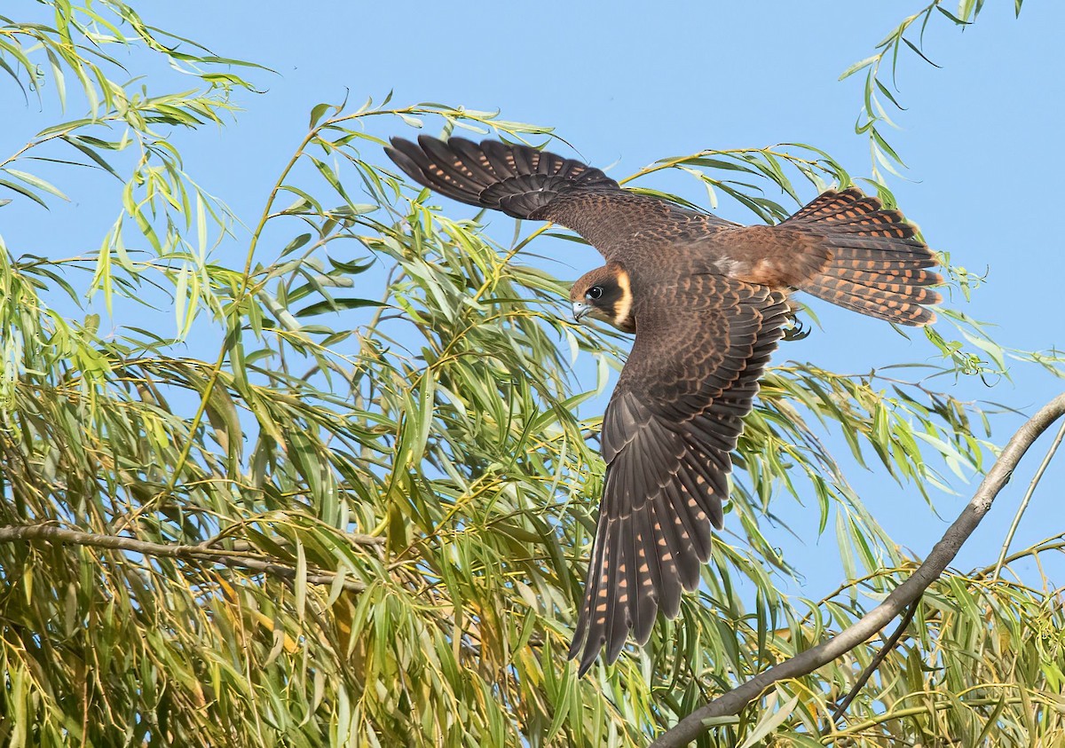 Australian Hobby - David Ongley