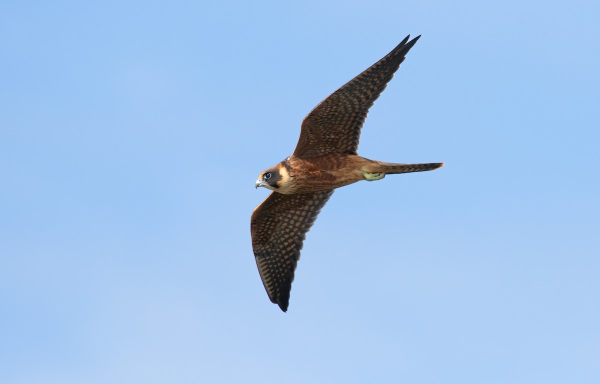 Australian Hobby - David Ongley