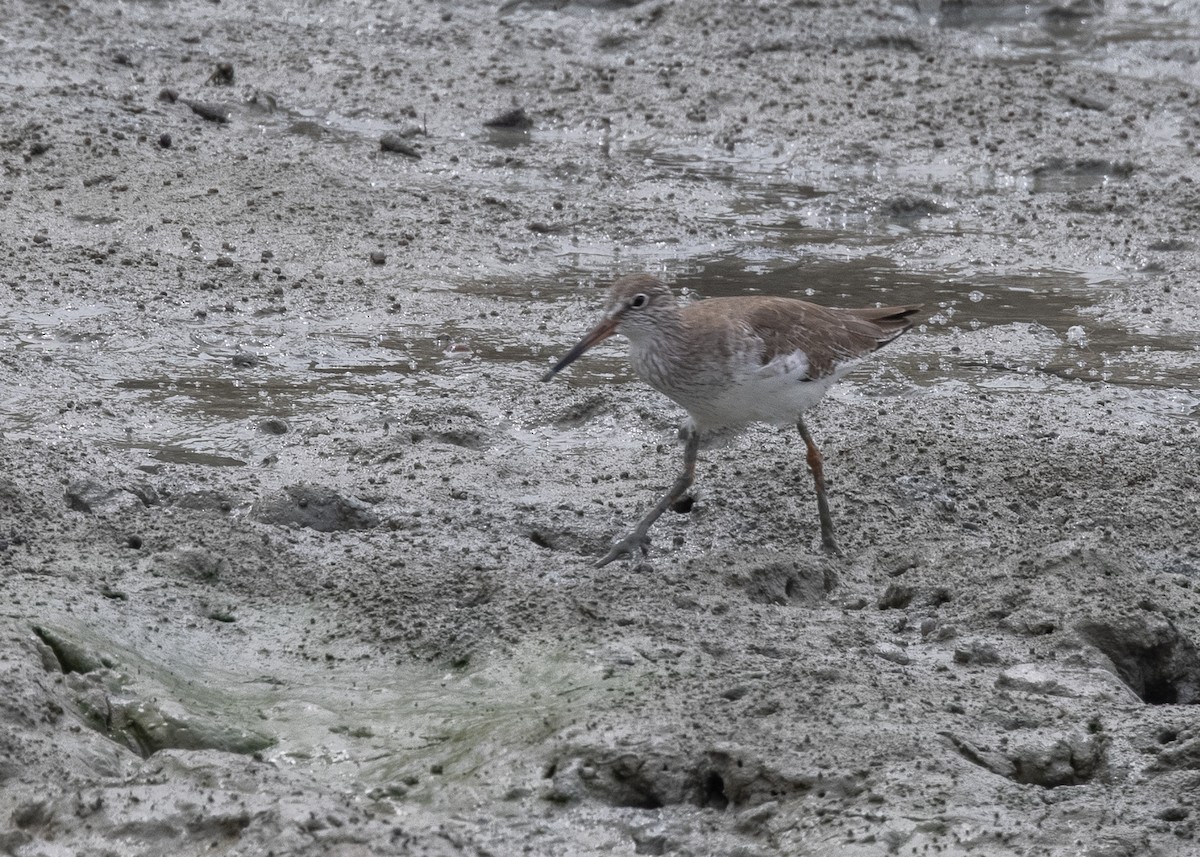 Common Redshank - Joo Aun Hneah