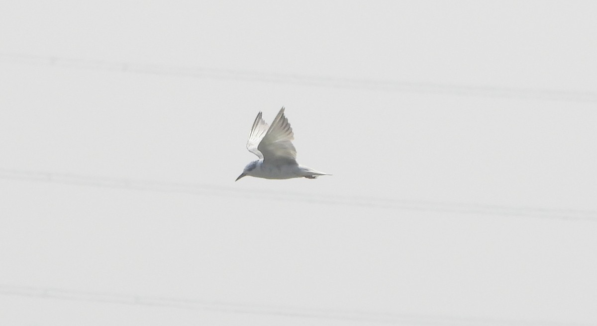 Whiskered Tern - ML527654801