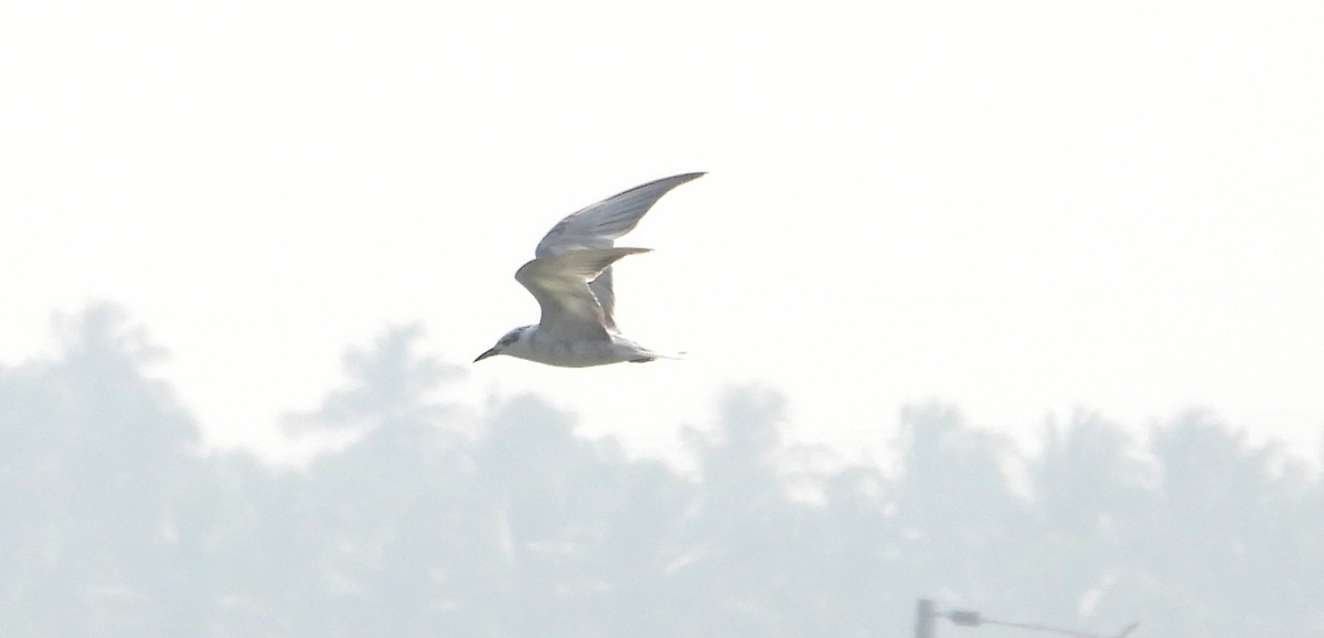 Whiskered Tern - ML527654811