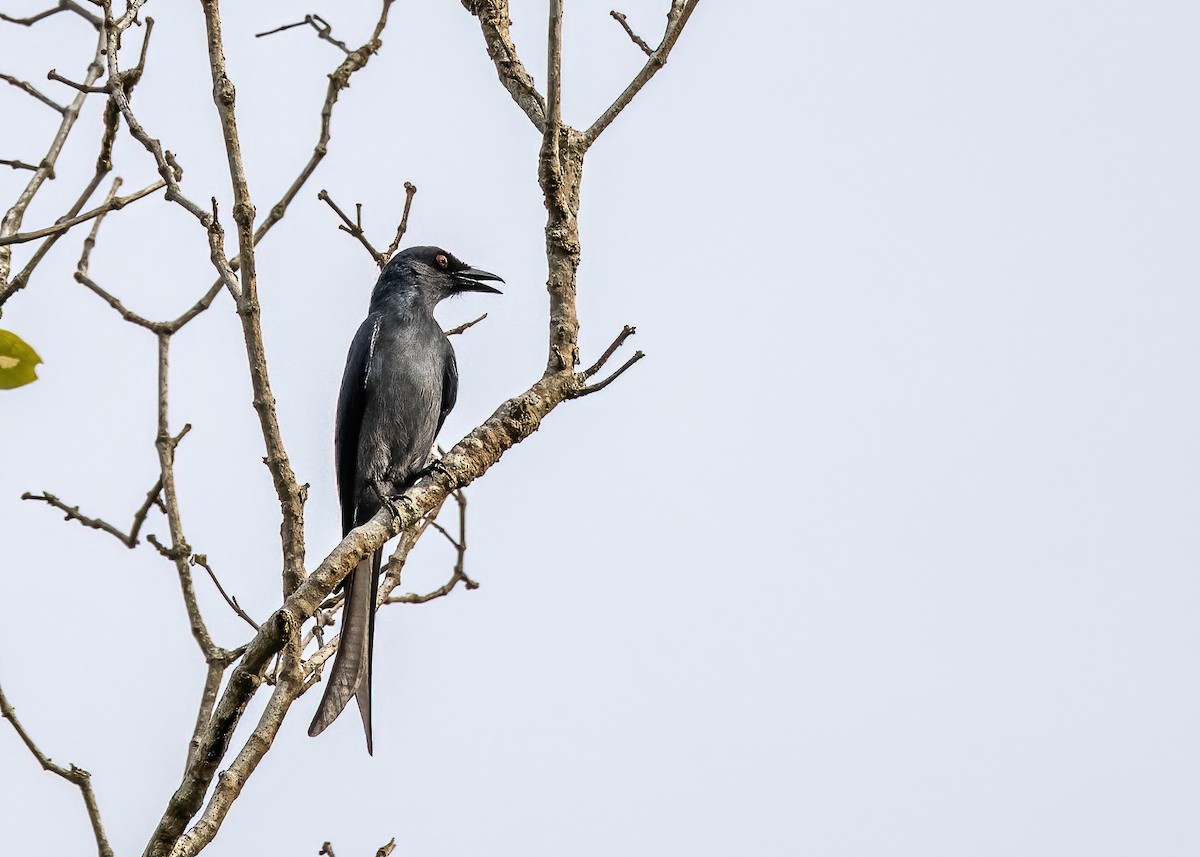 Kül Rengi Drongo - ML527654951