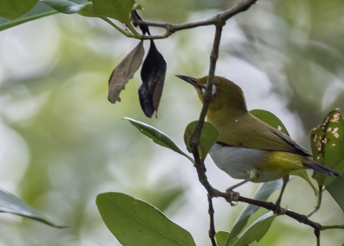 Swinhoe's White-eye - ML527654981