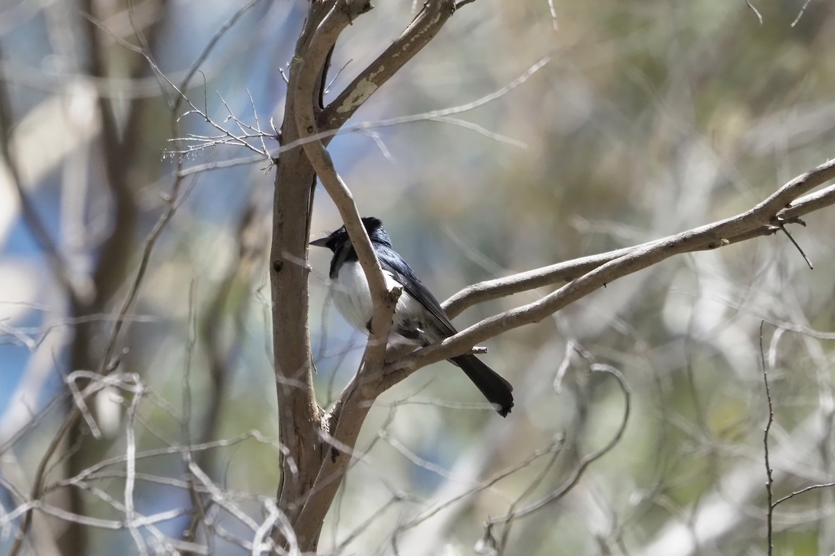 Satin Flycatcher - Sue Lee