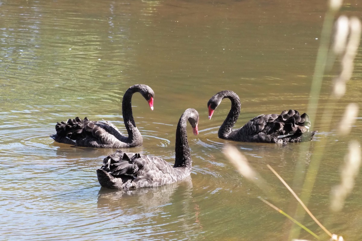 Black Swan - Sue Lee