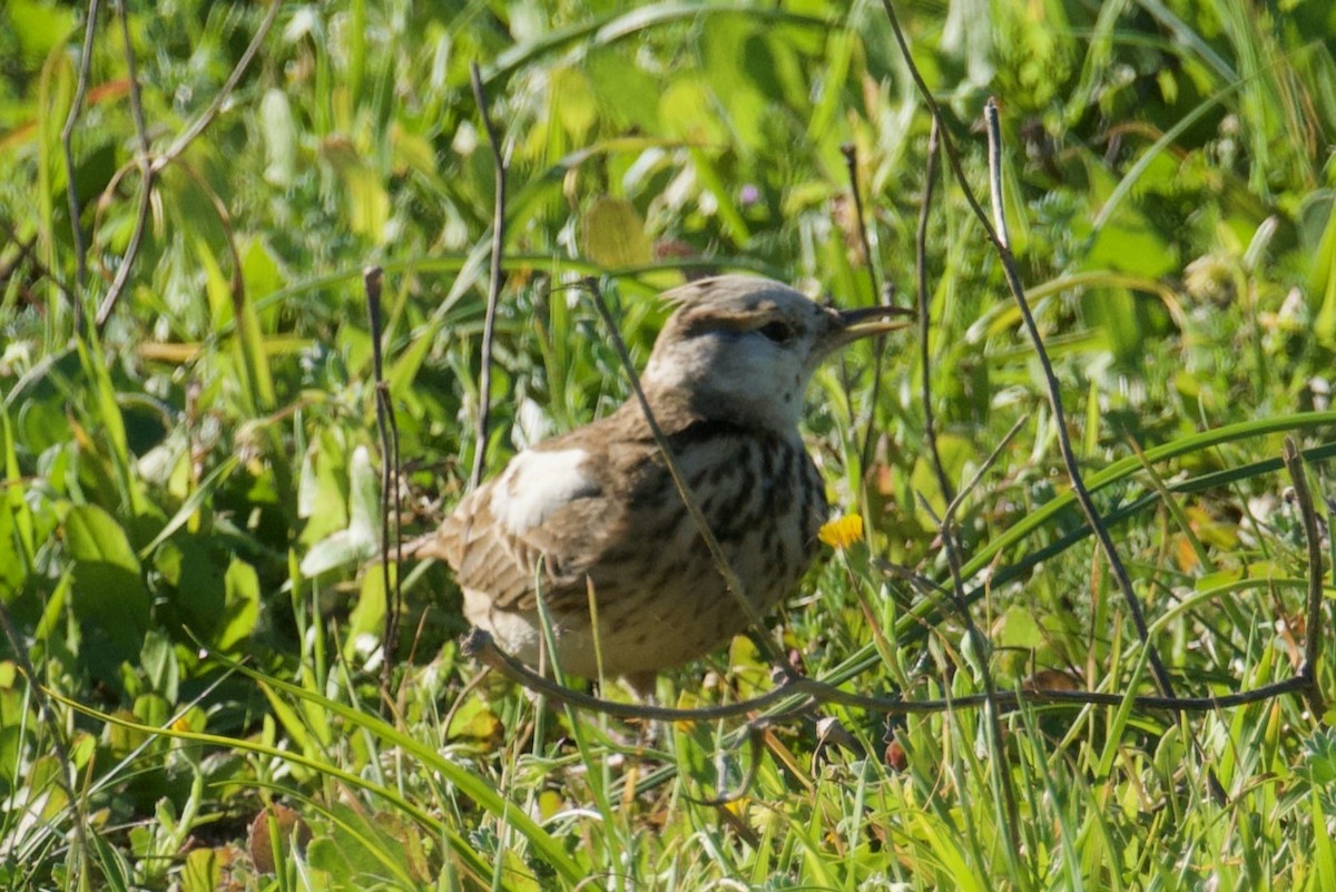 Eurasian Skylark - ML527655821