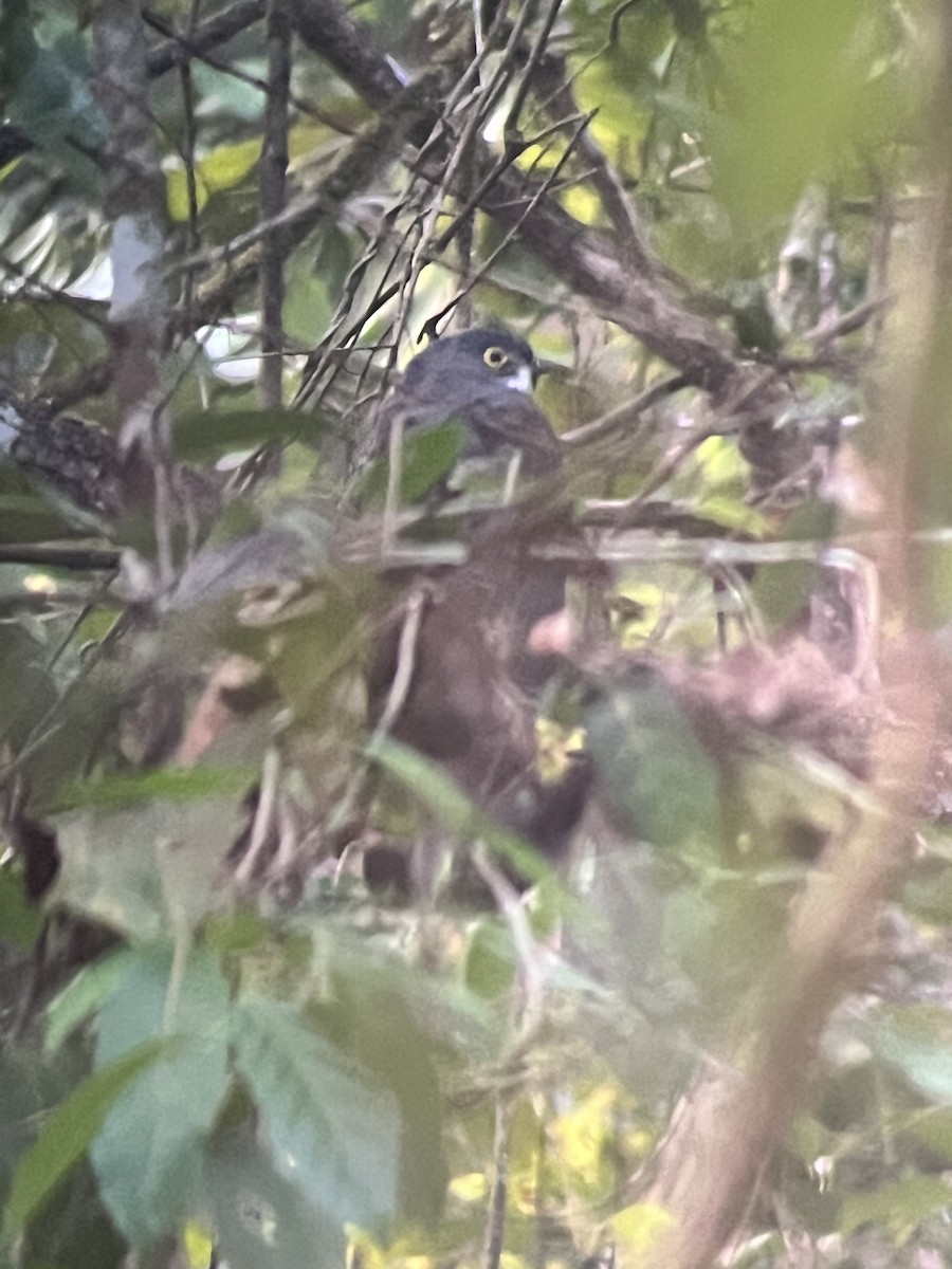 Large Hawk-Cuckoo - Omkar Dharwadkar