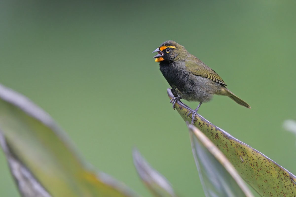 Yellow-faced Grassquit - ML527657351