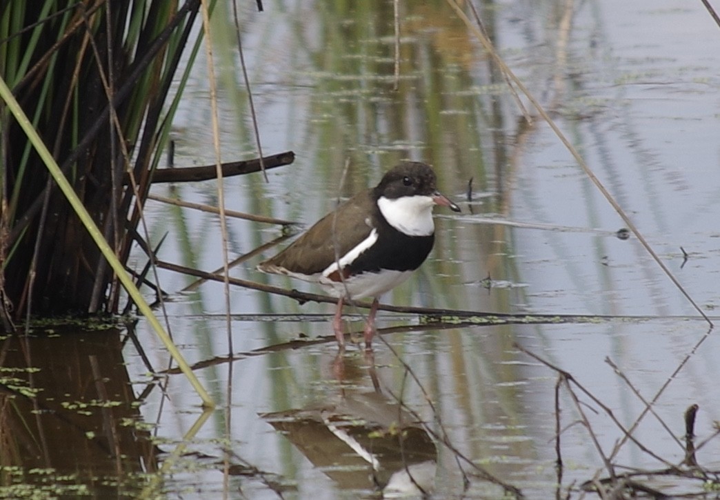 Red-kneed Dotterel - ML527657541