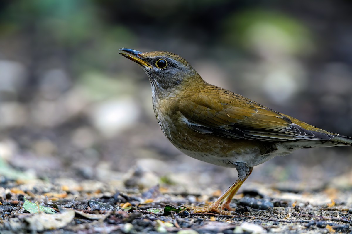 Pale Thrush - ML527657611