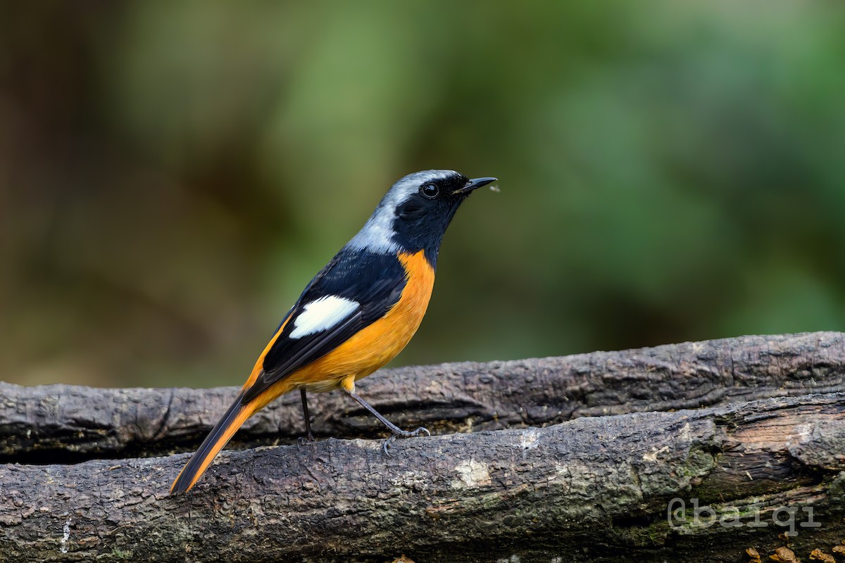 Daurian Redstart - ML527658211