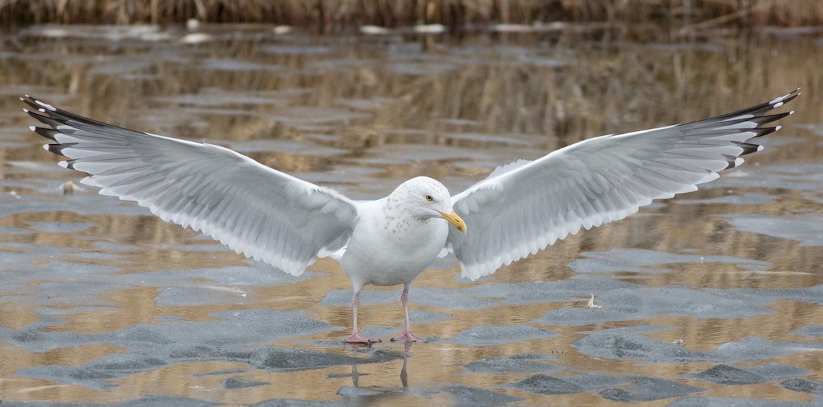 Herring Gull - Darren Clark