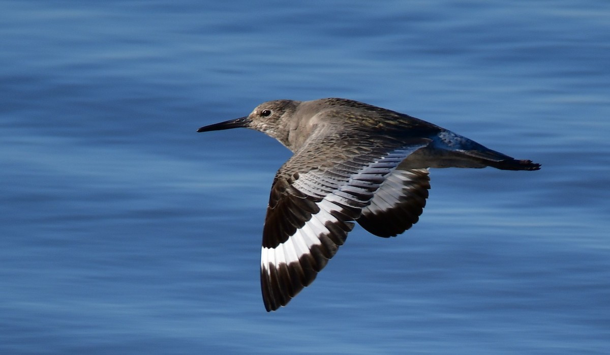 Willet - ML527658601