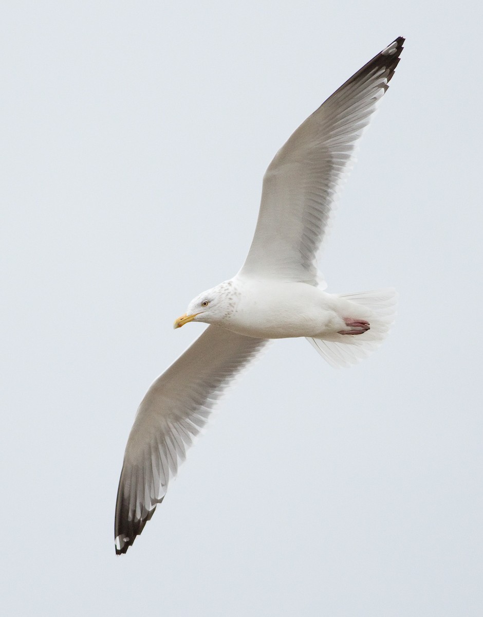 Goéland argenté - ML52765861