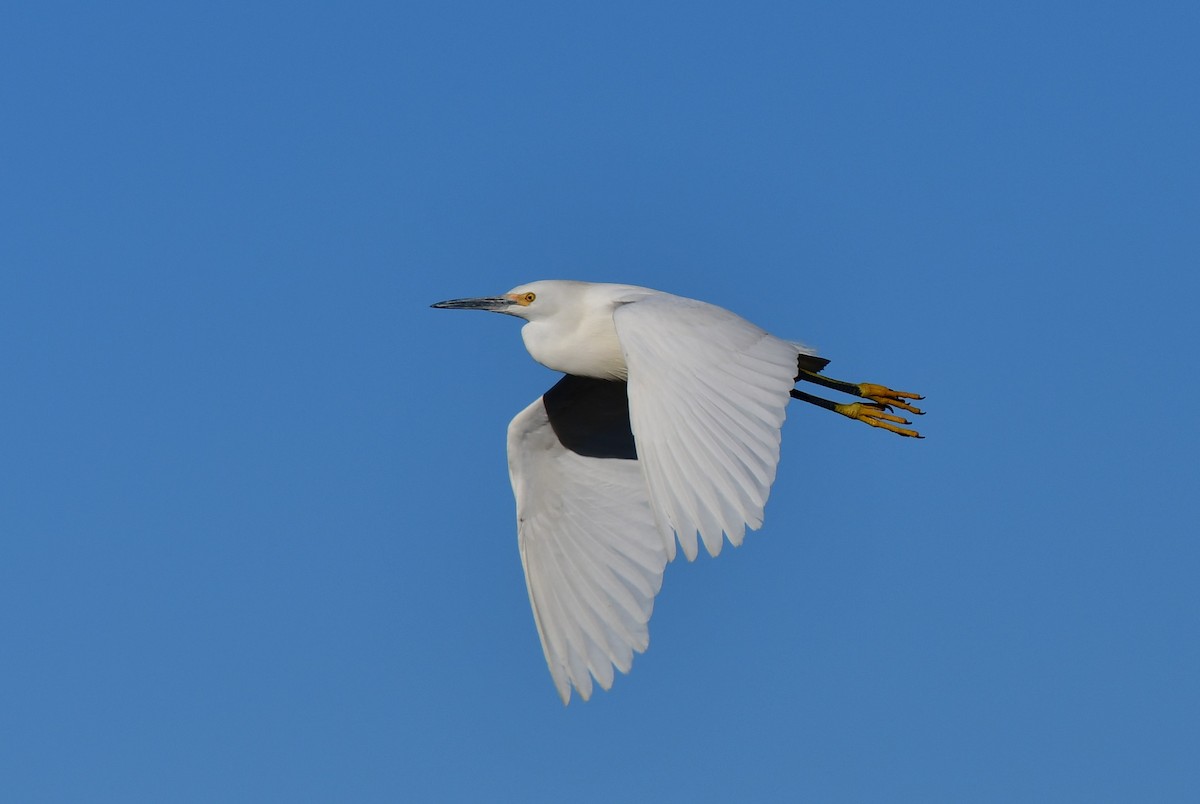 Snowy Egret - Eric Jones