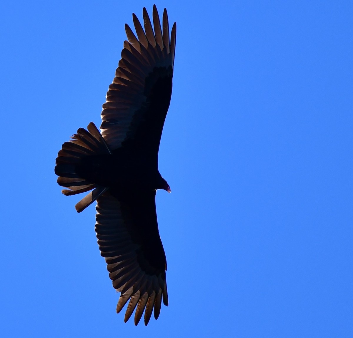 Turkey Vulture - ML527658841