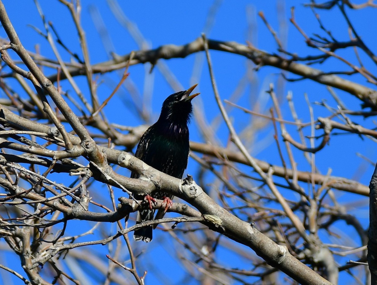 European Starling - Eric Jones