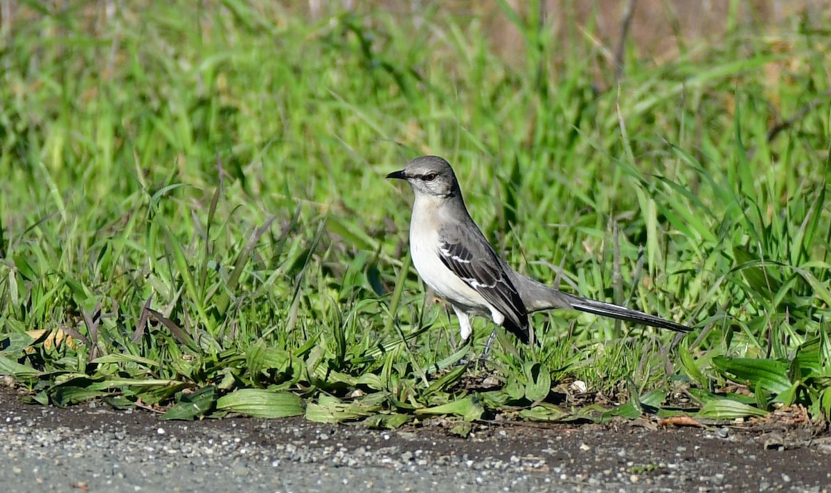 Northern Mockingbird - Eric Jones