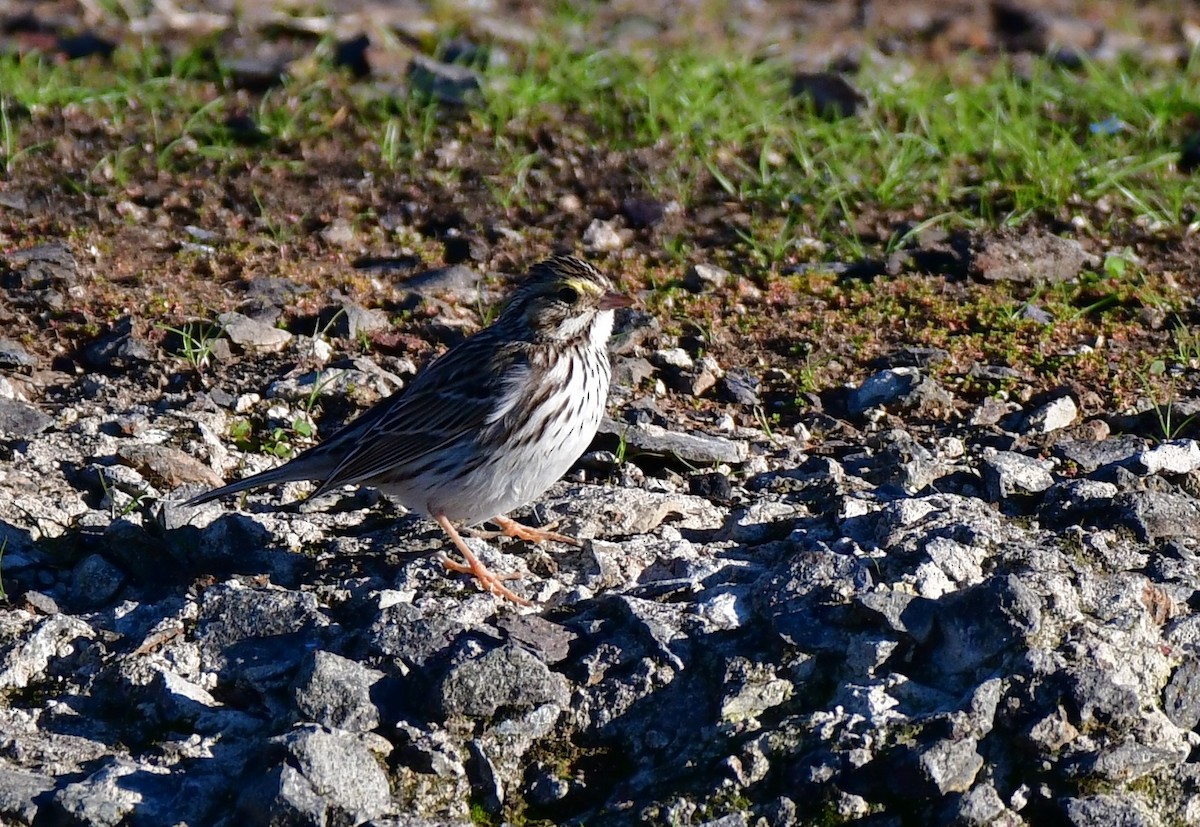 Savannah Sparrow - Eric Jones