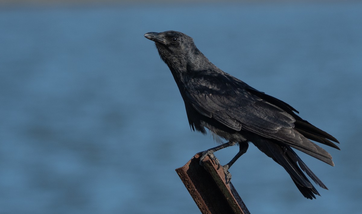 Fish Crow - ML527659011