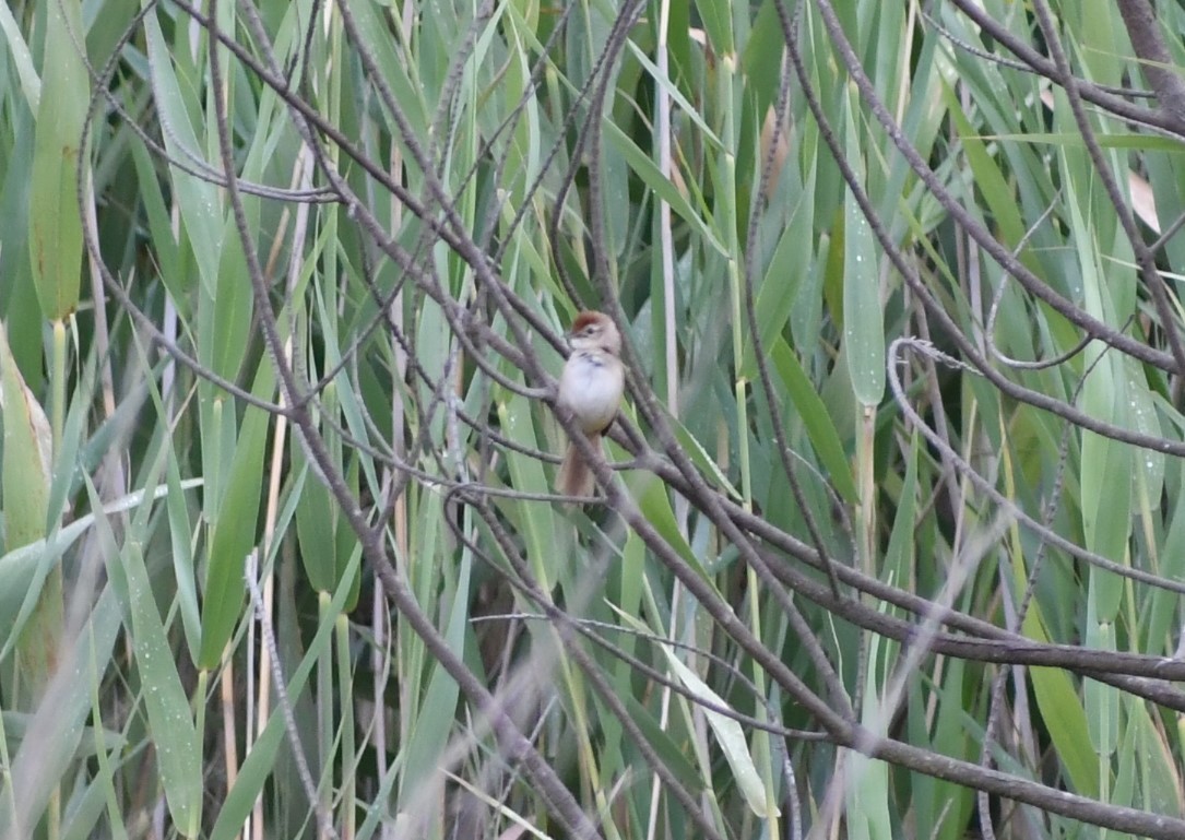 Tawny Grassbird - ML527659071