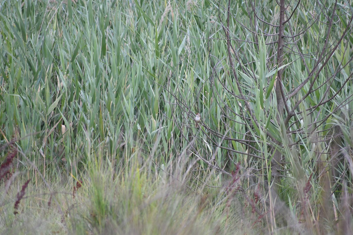 Tawny Grassbird - ML527659081