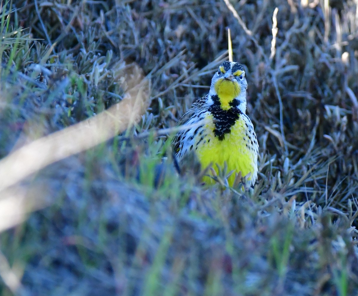 Western Meadowlark - Eric Jones