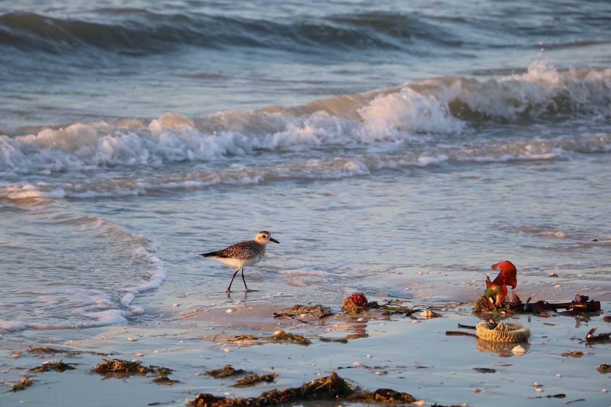 Black-bellied Plover - ML52765911