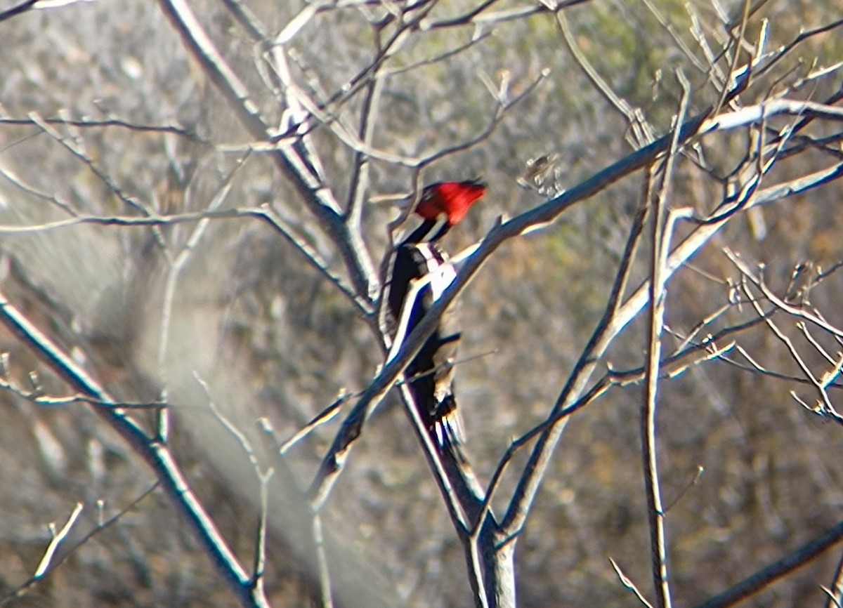 Pale-billed Woodpecker - ML527659361