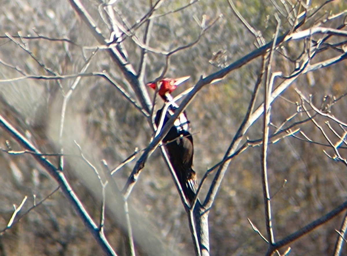 Pale-billed Woodpecker - ML527659371