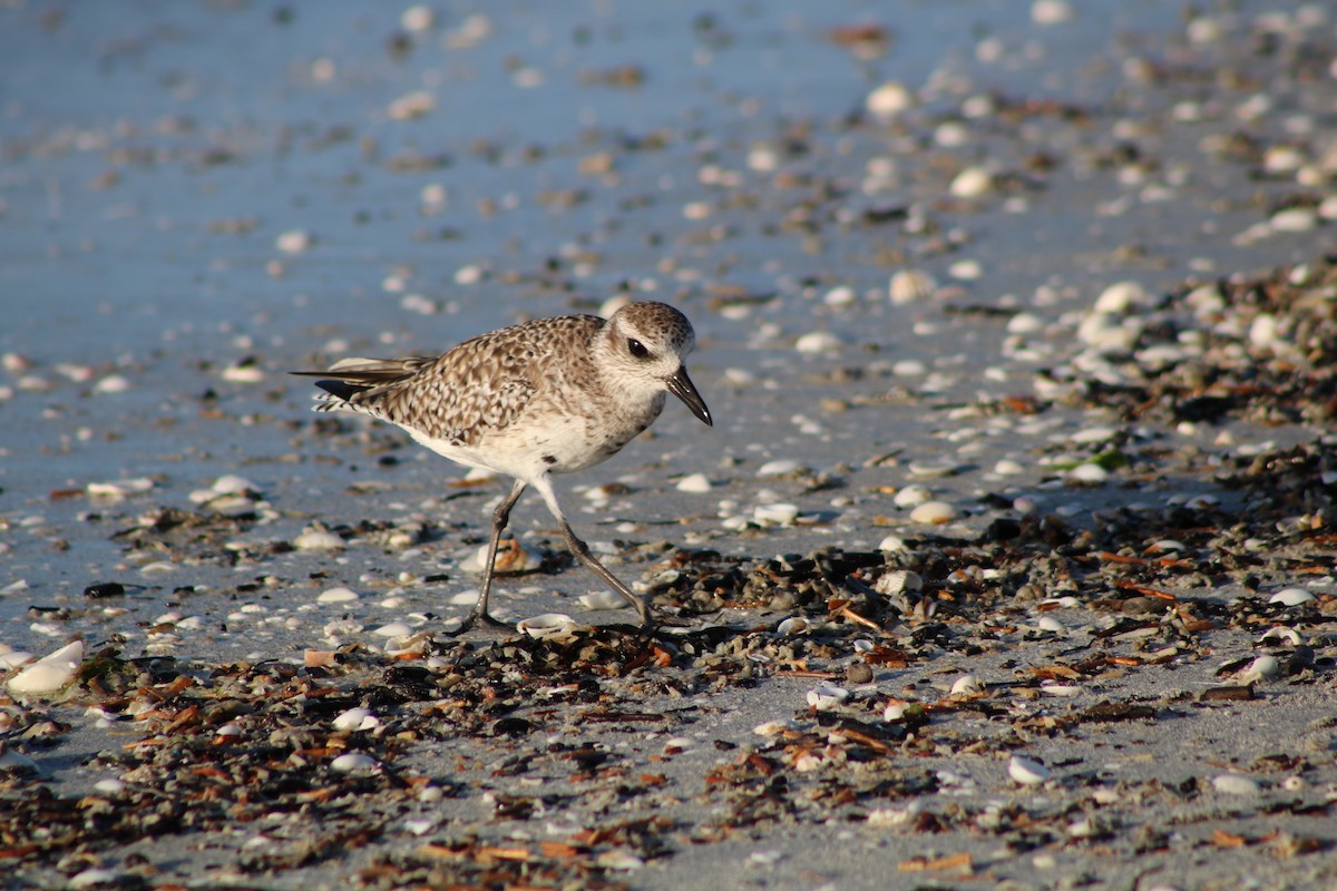 Black-bellied Plover - ML52765951