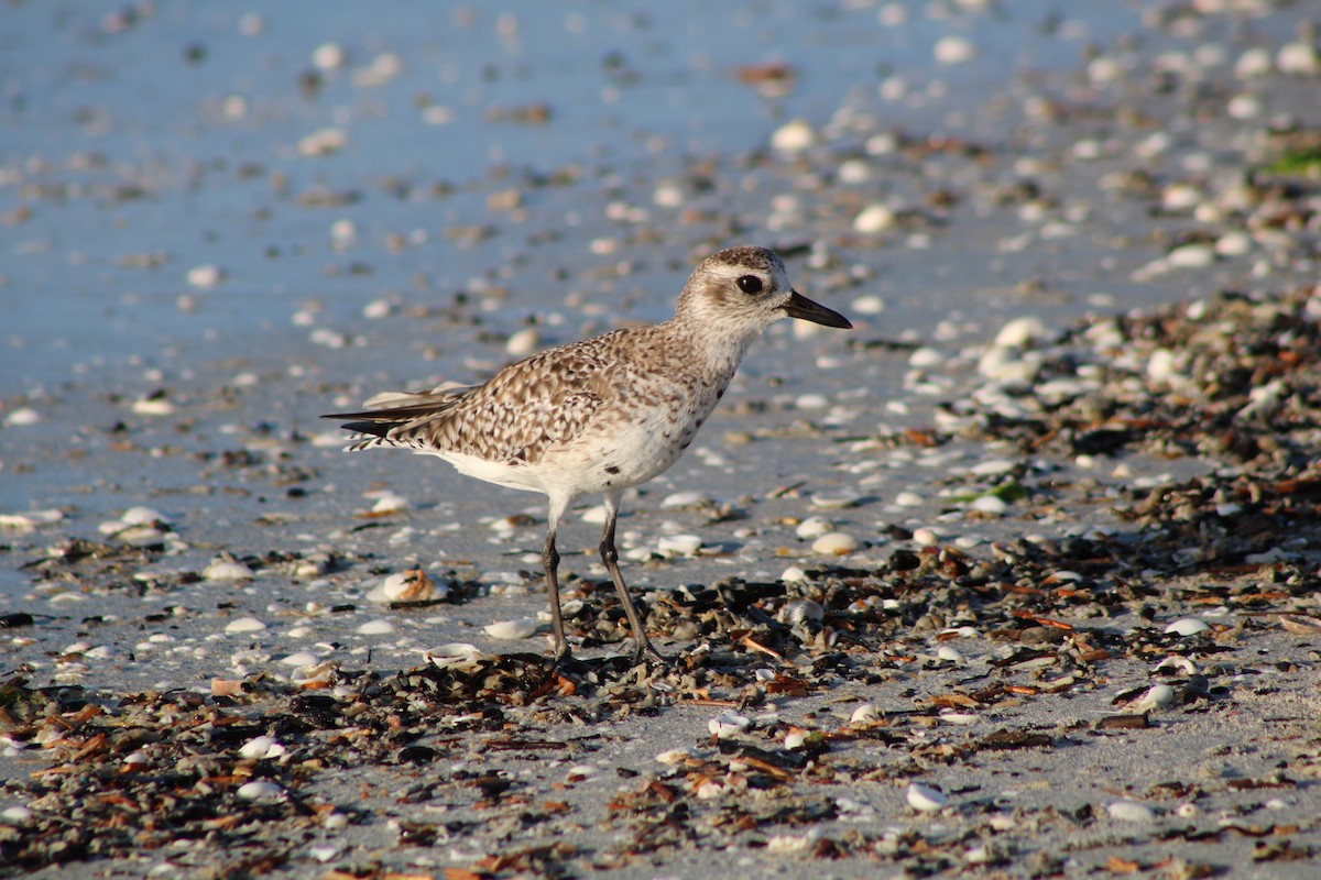 Black-bellied Plover - ML52765961