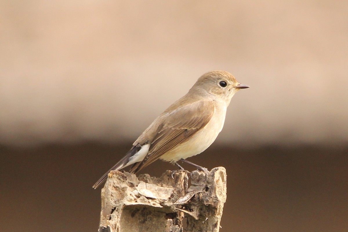 Taiga Flycatcher - ML527660341
