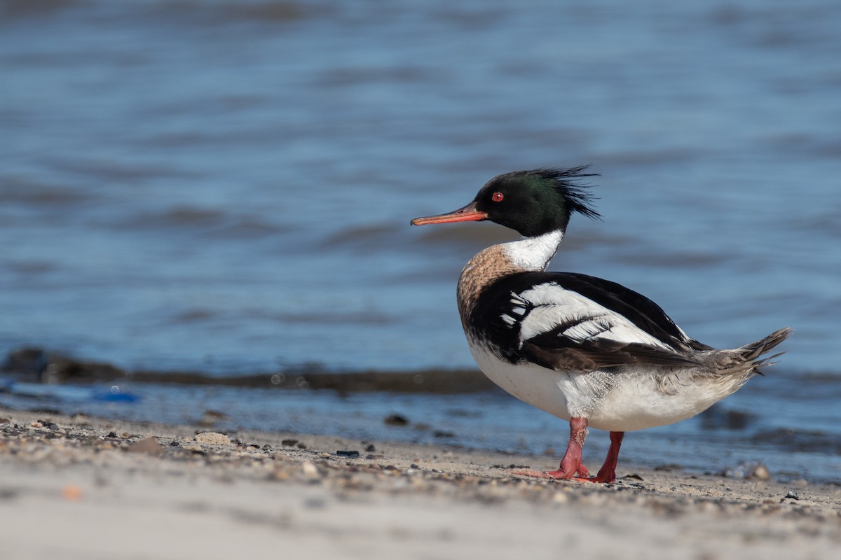 Red-breasted Merganser - ML527660401