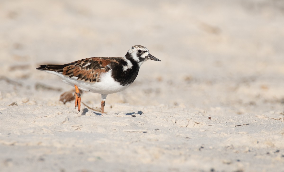 Ruddy Turnstone - Levi Plummer